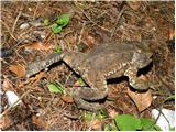 Common Toad (Bufo bufo)